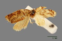 棉褐带捲葉蛾藏品圖，第1張