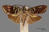 雕翅蛾藏品圖，第1張