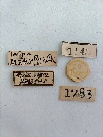 雕翅蛾藏品圖，第2張