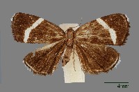 雕翅蛾藏品圖，第1張