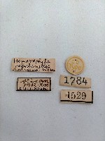 雕翅蛾藏品圖，第2張