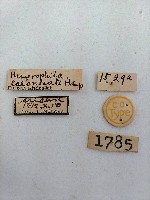 雕翅蛾藏品圖，第2張