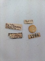 雕翅蛾藏品圖，第2張