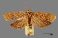 雕翅蛾藏品圖，第1張