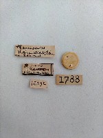 雕翅蛾藏品圖，第2張