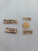 雕翅蛾藏品圖，第2張