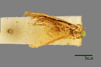 紋翅蛾藏品圖，第1張