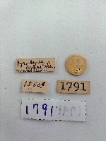 紋翅蛾藏品圖，第2張