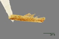 紋翅蛾藏品圖，第3張