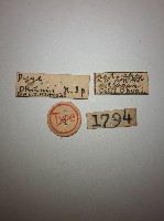 盔尾螋藏品圖，第2張