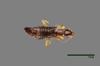 蠼螋藏品圖，第1張