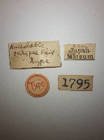 蠼螋藏品圖，第2張