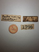 蠼螋藏品圖，第2張