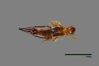 蠼螋藏品圖，第1張