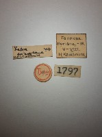 蠼螋藏品圖，第2張