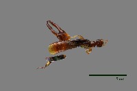 雙棘小蠼螋藏品圖，第1張