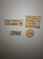 雙棘小蠼螋藏品圖，第2張