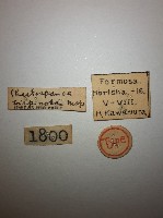 雙棘小蠼螋藏品圖，第2張