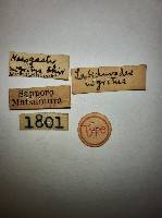 蠼螋藏品圖，第2張