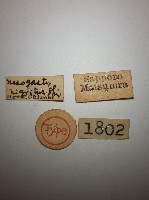 蠼螋藏品圖，第2張