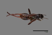 蠼螋藏品圖，第1張