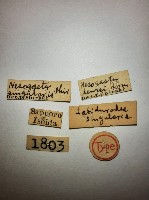 蠼螋藏品圖，第2張