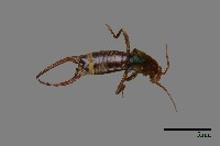 蠼螋藏品圖，第1張