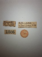 蠼螋藏品圖，第2張