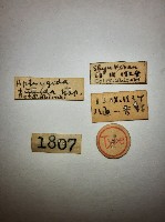 蠼螋藏品圖，第2張