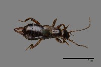 蠼螋藏品圖，第1張