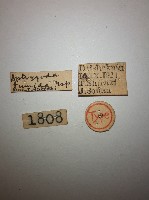 蠼螋藏品圖，第2張