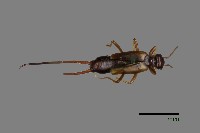 東慈螋藏品圖，第1張