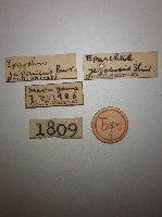 東慈螋藏品圖，第2張