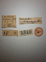 玉山唇螋藏品圖，第2張