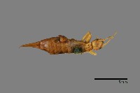 玉山唇螋藏品圖，第1張