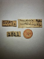 玉山唇螋藏品圖，第2張