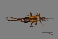 蠼螋藏品圖，第1張