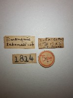 蠼螋藏品圖，第2張