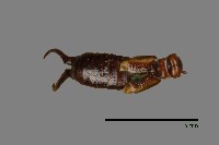 蠼螋藏品圖，第1張