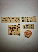 蠼螋藏品圖，第2張