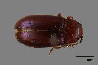 大蕈蟲藏品圖，第1張