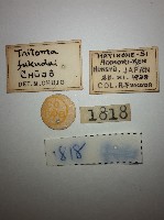 大蕈蟲藏品圖，第2張