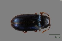 大蕈蟲藏品圖，第1張