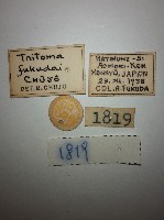 大蕈蟲藏品圖，第2張