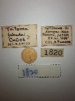 大蕈蟲藏品圖，第2張