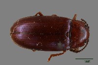 大蕈蟲藏品圖，第1張