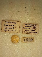 大蕈蟲藏品圖，第2張