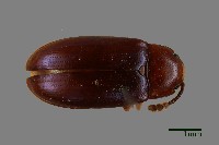 大蕈蟲藏品圖，第1張