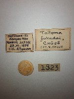 大蕈蟲藏品圖，第2張