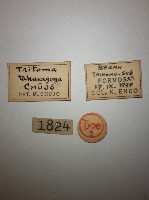 大蕈蟲藏品圖，第2張